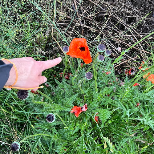 Oriental Poppy (Papaver orientale)