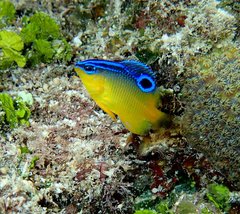 Pomacentrus simsiang