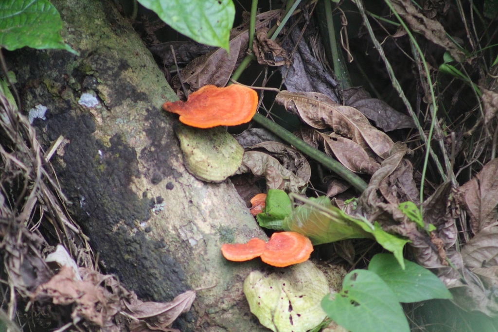 Trametes sanguinea · December 2025 · photo: © biomartita (iNaturalist, cc-by)
