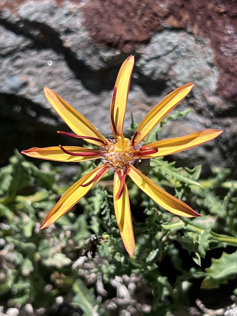 Mutisieae