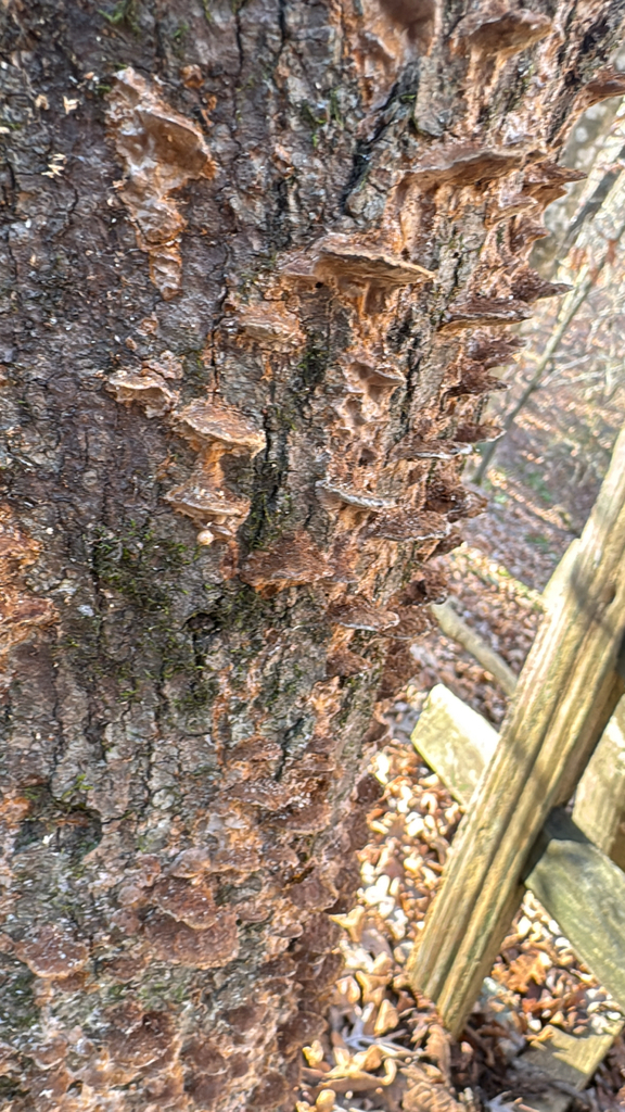 Fuscoporia gilva · December 2025 · photo: © a_hippe (iNaturalist, cc0)