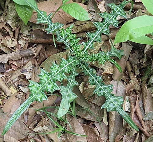 Bear's Breech (Acanthus montanus)