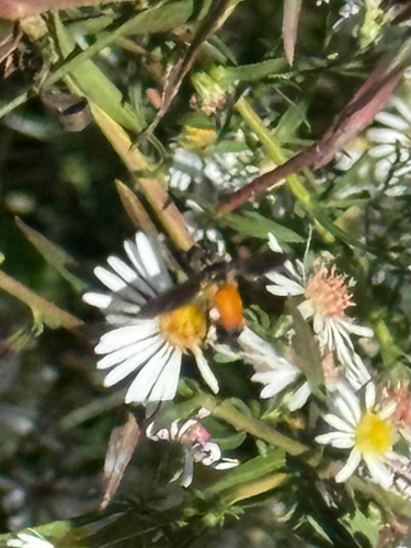 Unknown species found near Maryland, US