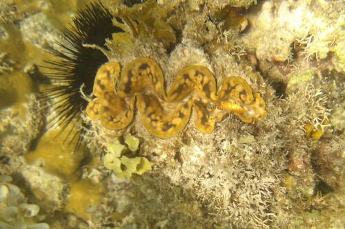 Tridacna maxima