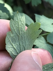 Thalictrum fendleri polycarpum