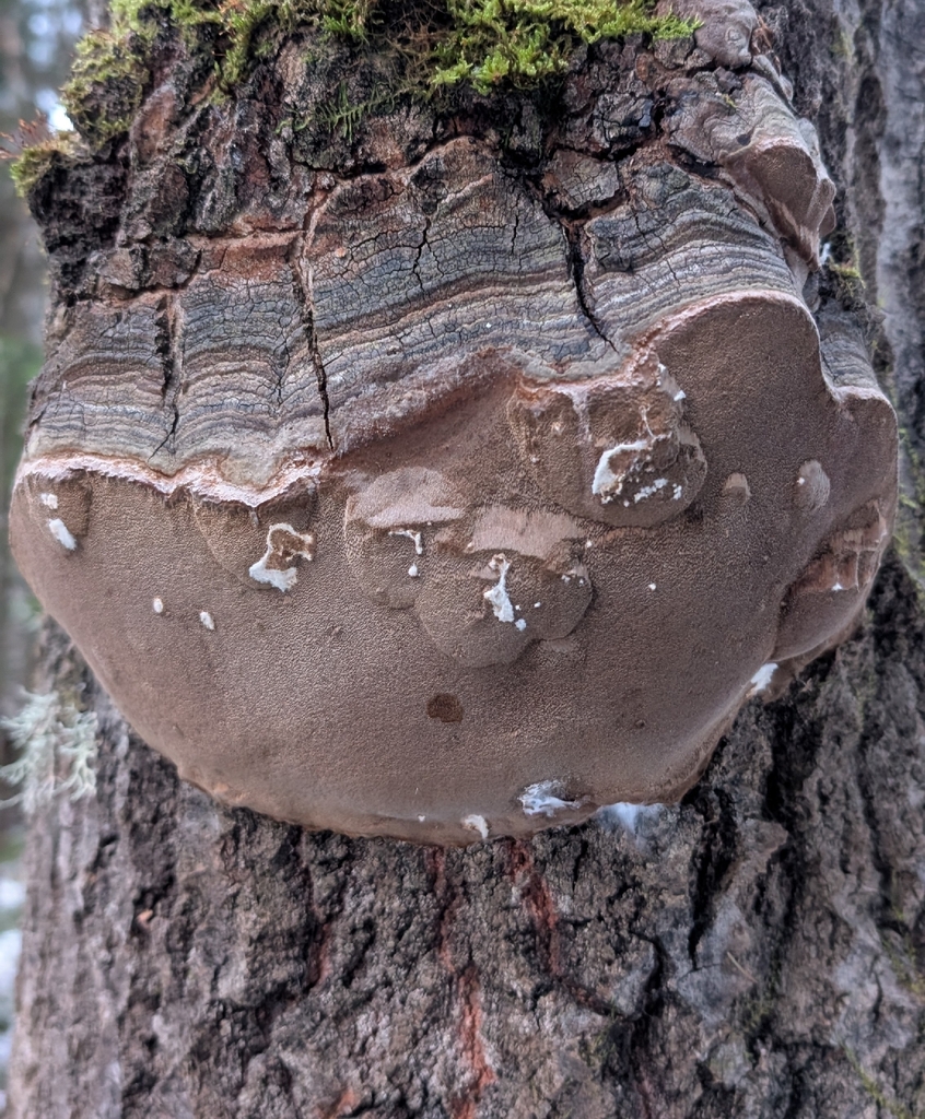 Phellinus tremulae · December 2025 · photo: © wiljame (iNaturalist, cc-by)