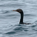Foveaux Shag - Photo (c) William Stephens, some rights reserved (CC BY), uploaded by William Stephens
