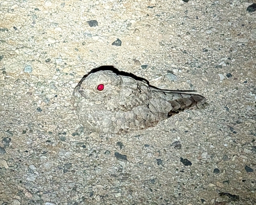 Chotacabras egipcio (Caprimulgus aegyptius)