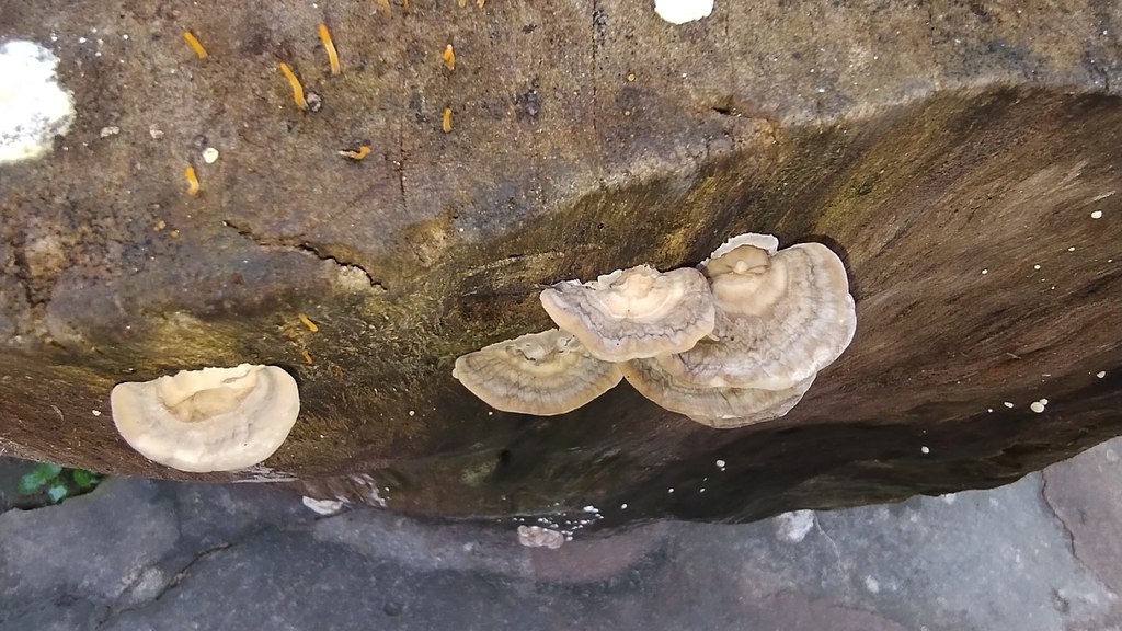Trametes cubensis · December 2025 · photo: © biomartita (iNaturalist, cc-by)