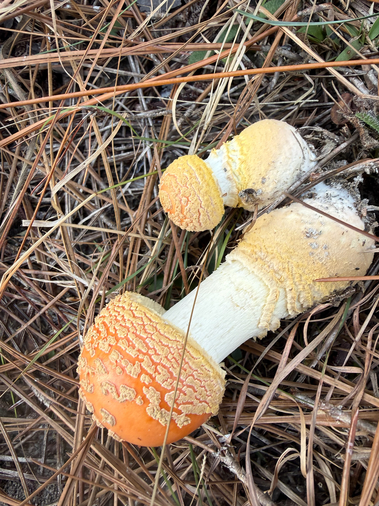 Amanita persicina · December 2025 · photo: © needgrace247 (iNaturalist, cc-by)
