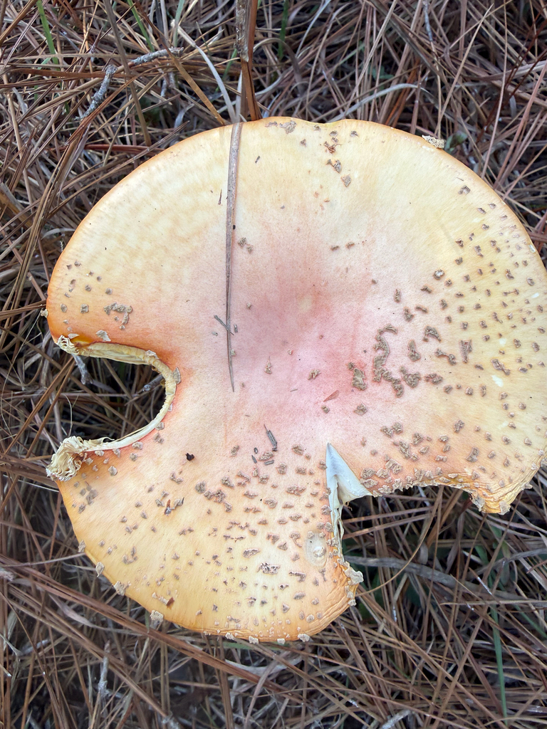 Amanita persicina · December 2025 · photo: © needgrace247 (iNaturalist, cc-by)