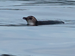 Eudyptula minor minor