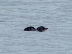 Eudyptula minor minor