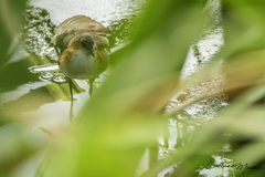 Laterallus melanophaius