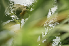 Laterallus melanophaius