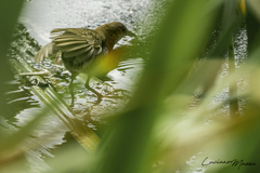 Laterallus melanophaius