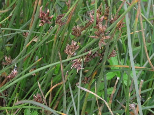 Brown-headed Rush (Juncus phaeocephalus)