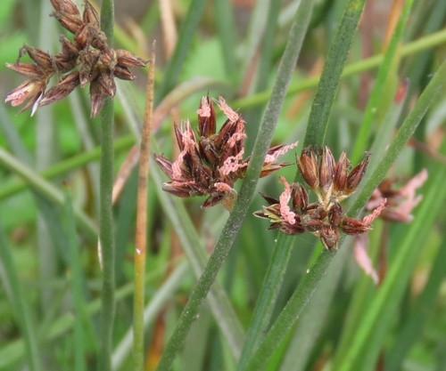 Juncus phaeocephalus, photograph 4