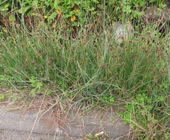 Juncus phaeocephalus, photograph (c) Bob Miller, some rights reserved (CC BY)