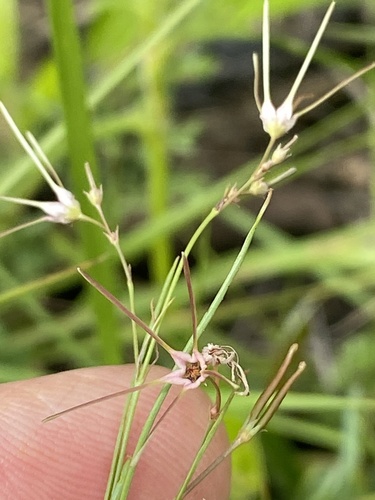Macropetalum filifolium Schltr.