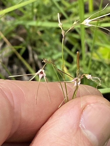 Macropetalum filifolium Schltr. 2