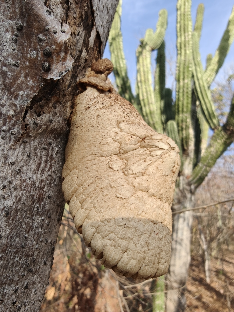 Volvariella bombycina · December 2025 · photo: © mar_y_sierra_silvestre (iNaturalist, cc0)