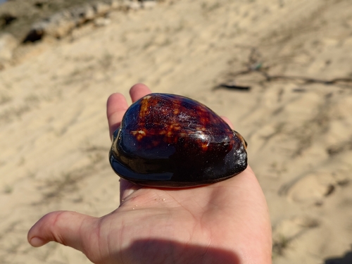 Cypraea mauritiana observed 2025-12-28