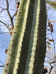 Stenocereus martinezii