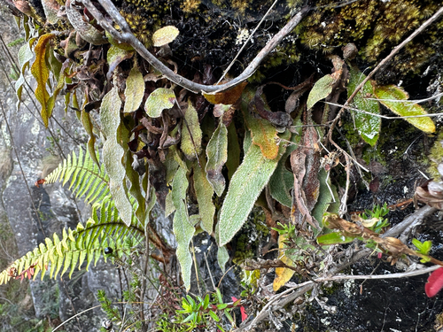Elaphoglossum paleaceum observed 2025-11-18