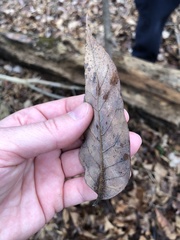 Fraxinus biltmoreana