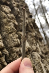 Fraxinus biltmoreana