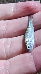 Dewindt's Cichlid photo 3