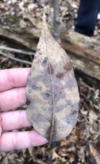 Fraxinus biltmoreana