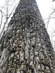 Fraxinus biltmoreana