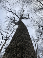 Fraxinus biltmoreana