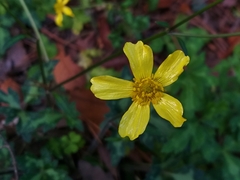 Ranunculus sierrae-orientalis