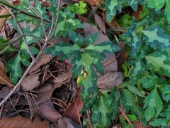 Ranunculus sierrae-orientalis