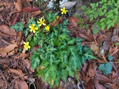 Ranunculus sierrae-orientalis