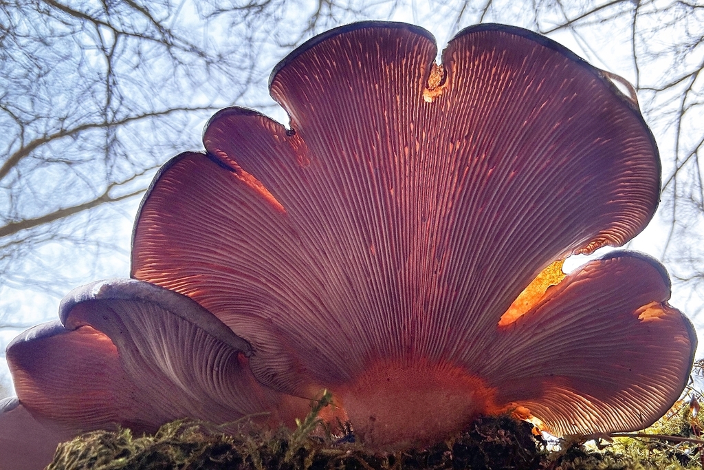 Sarcomyxa serotina · December 2025 · photo: © william_deml (iNaturalist, cc-by)