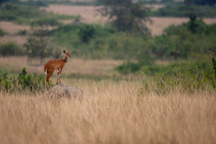 Tragelaphus scriptus bor