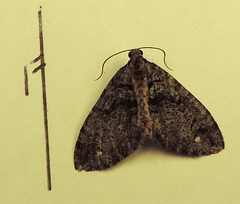 Hydriomena albifasciata
