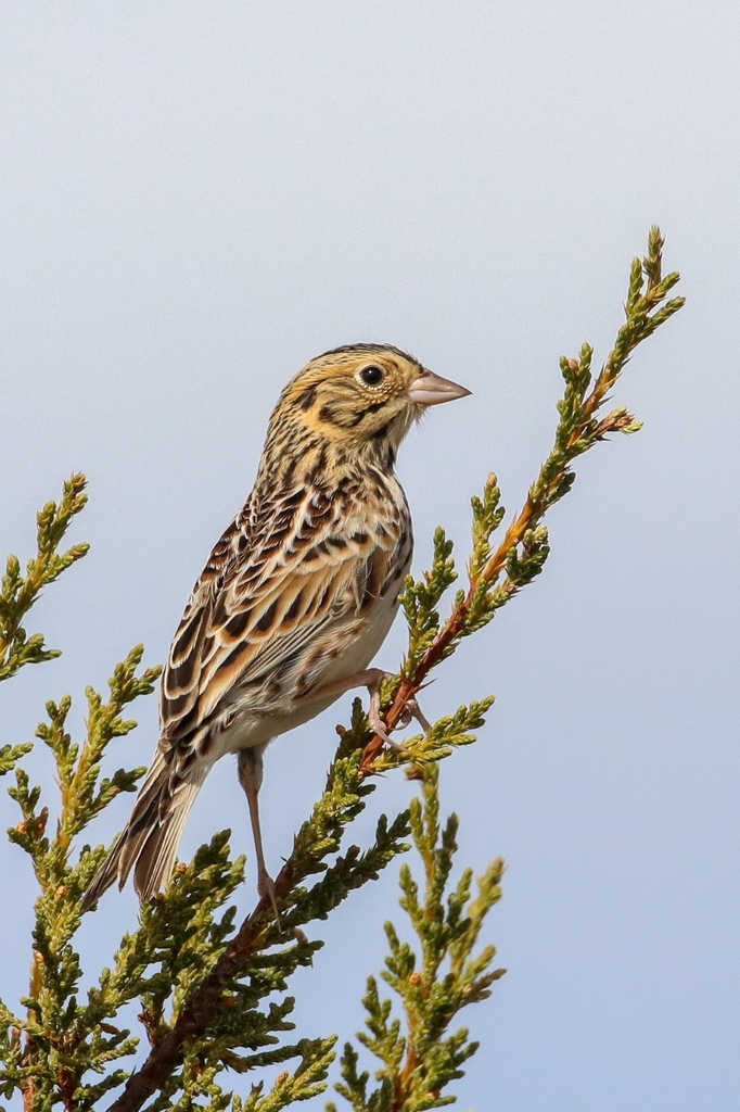 Baird's Sparrow photo