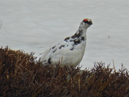 Lagópodo alpino (Lagopus muta)