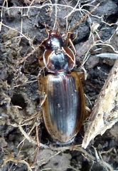 Tanystoma maculicolle