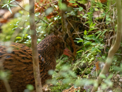 Gallirallus australis scotti