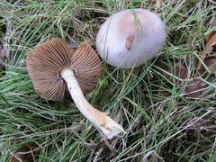 Inocybe pallidicremea