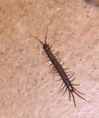 Lithobius calcaratus