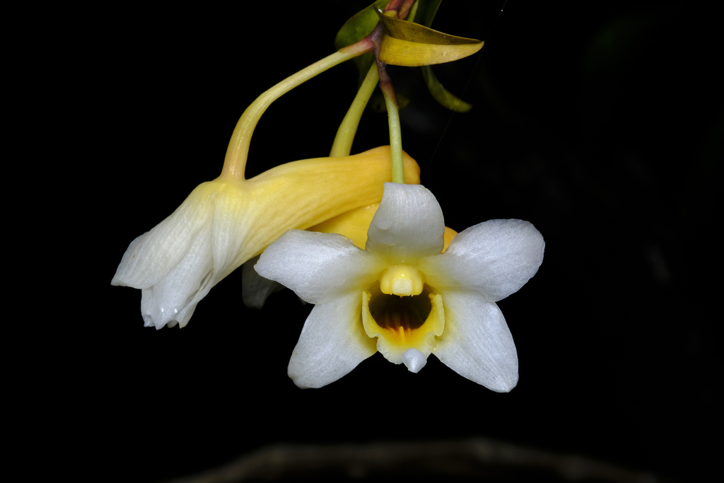 Dendrobium paathii J.J.Sm.