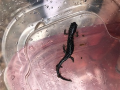 Plethodon glutinosus