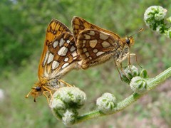 Carterocephalus skada